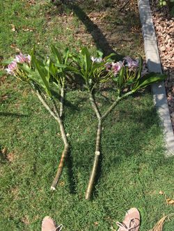 Cortes de plumeria