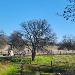 TREES 