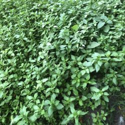 Nettle Organic No Pesticide’s 