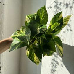 4” Golden Pothos