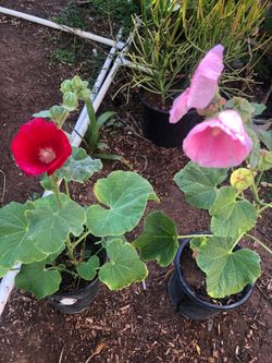 Hollyhock Flower plants