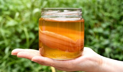 Kombucha Starter