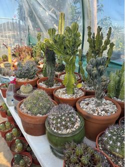 Exotic cactus