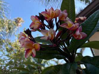 Lollipop plumeria