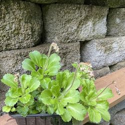 Saxifraga (London Pride) Perennial Plant Several In One Pot, Will Bloom Soon. See All Pics.