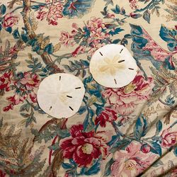 Set Of Two Sand Dollars