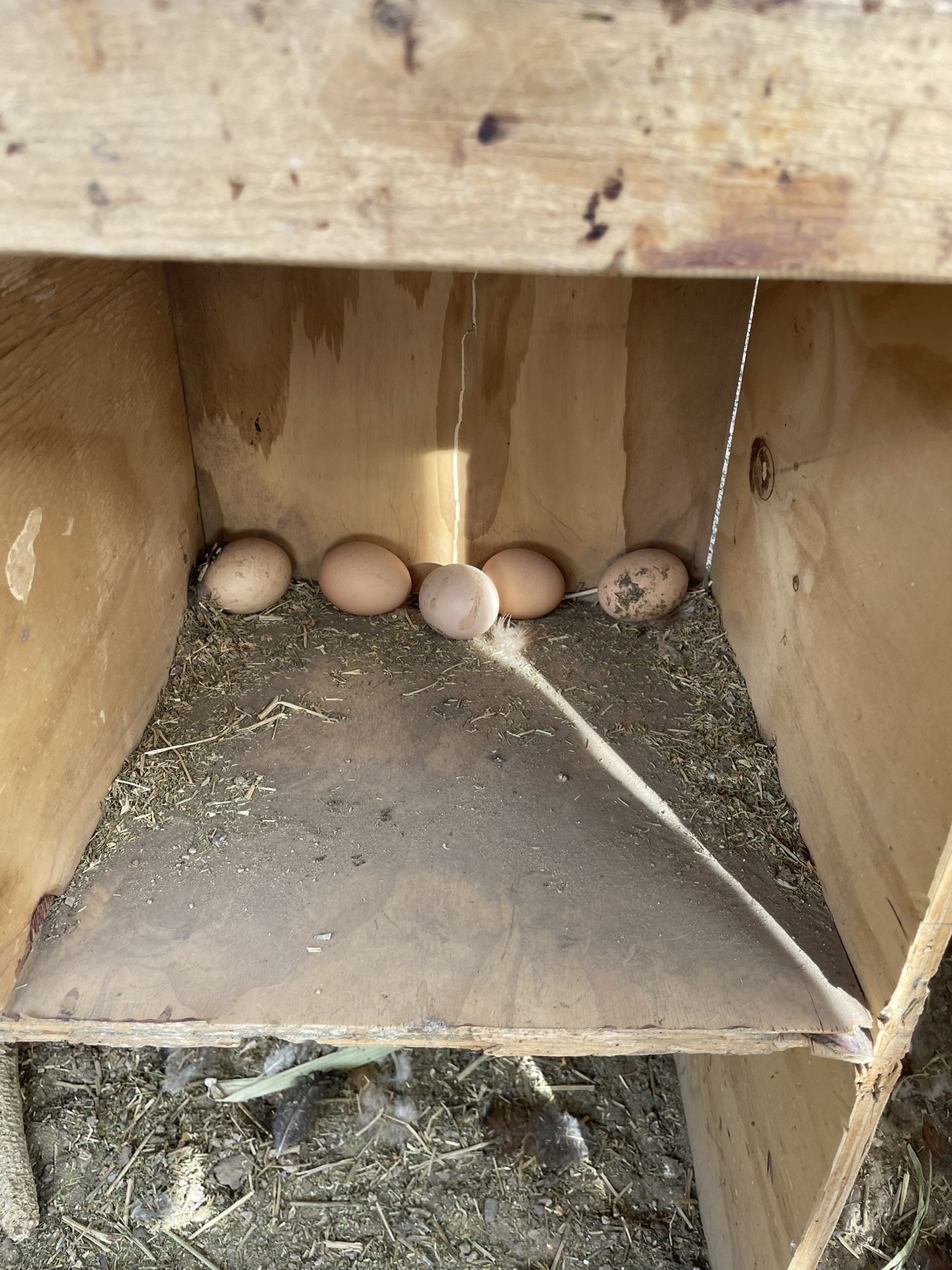 Gallo Y Gallinas Ponedoras