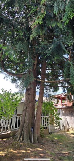 Removing cedar tree in Seattle /renton area