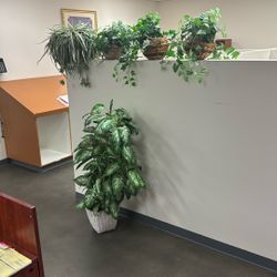 Fake Plants 