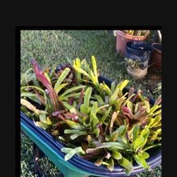 10 Bromeliad Plants For $10