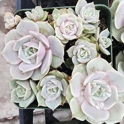 Succulents Plants Cluster Of Lolas Pick Up In Upland Great Mother's Gift 