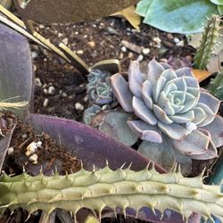 Planter And All Plants Included 