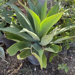 Plant