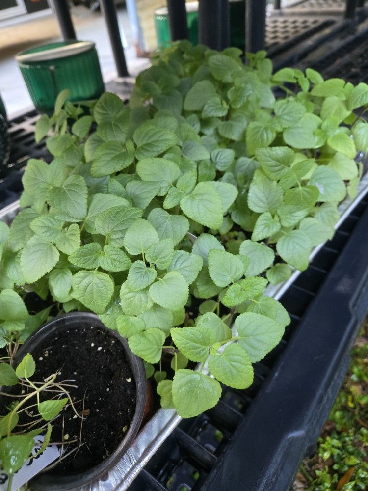 Live Plants, Salvia Scarlet! Organically grown in Carrollwood, 4-inch pots