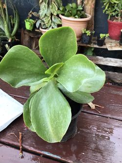 Succulent plant