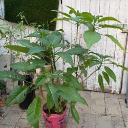 Angel Trumpet