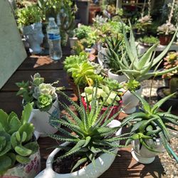 Natural Succulents Plants And Cactus $10 each 