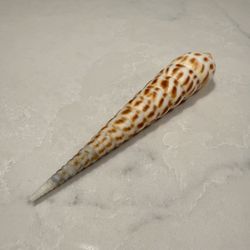 Fly-spotted Auger Shell (Oxymeris areolata)