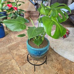 Lovely Monstera Plant In Gorgeous 10in Ceramic Pot 