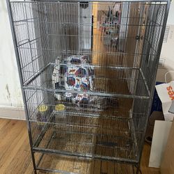 Bird Cage