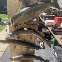 Fish fish For Wall Mounting