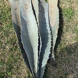 Agave Leaves/ Hojas De Maguey