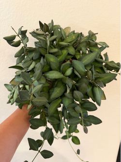 Hoya Burtoniae - $25