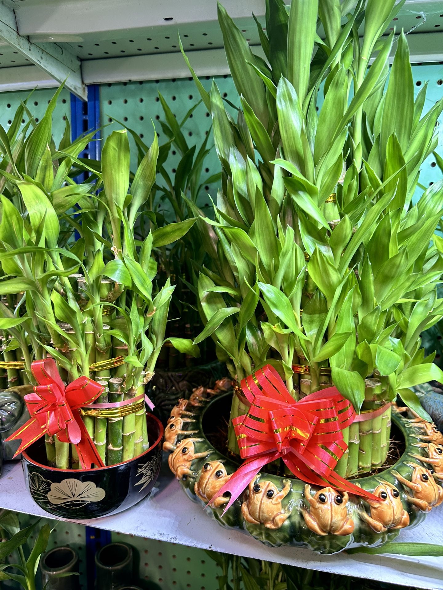 Lucky Bamboo Plant Tiệm cây phát tài $10 And Up