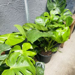 Plants (10”pot🌿Monstera Deliciosa $15 each)