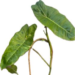 Philodendron Paraíso Verde