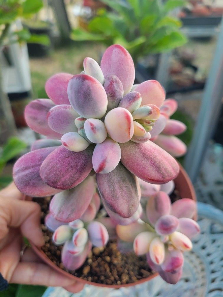 Cotelydon Orbiculata Variegated Succulent,All Products : American Fashion Style Bags On Sale