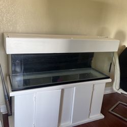 Fish Tank 