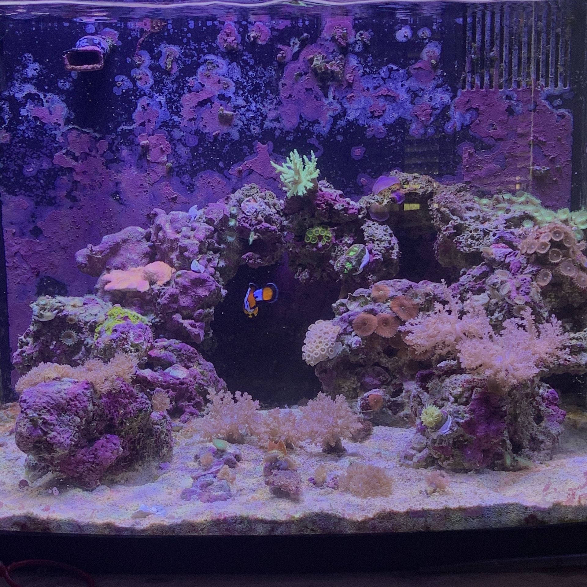 Live Coral frag ( salt water coral, reef coral )