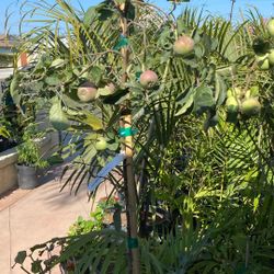 Fuji Apple Tree