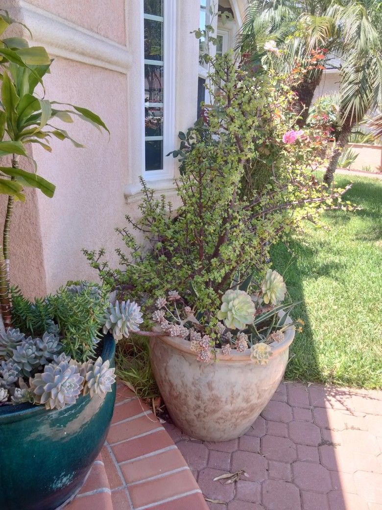 18 Inch High Ceramic Pot With Succulents