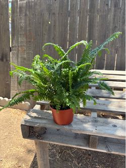 Jester's Crown Fern