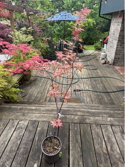 ‘Celebration’ Japanese maple trees