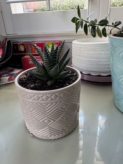 Zebra Succulent in Decorative Ceramic Pot