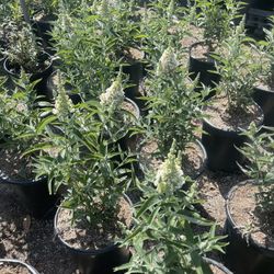 White Butterfly Bush