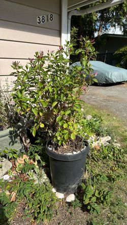 Weigela