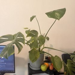Package Of 8 Plants ( Large, Medium And Small) - Pots Included, Bought for Over $400