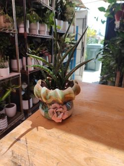 Mikado Snake Plant
