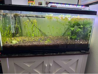 40 gallon fish tank