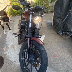 Harley Davison 883 Iron Sportster