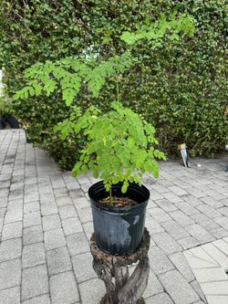 Moringa Tree