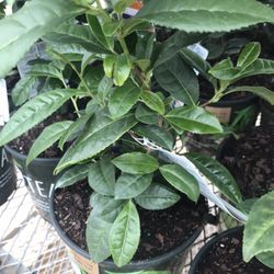 Green Tea 1 Gal Plant Tree Pack 2