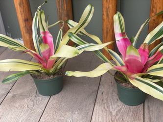 Bromeliads $12 each