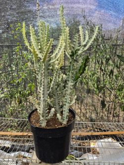 White ghosts Cactus