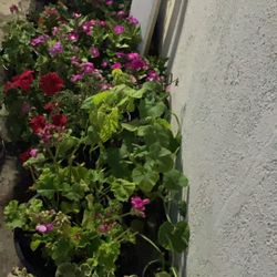 Flowers Lot If 30 