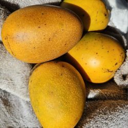 Organic Tree Ripened MANGOS, Phenomenal 